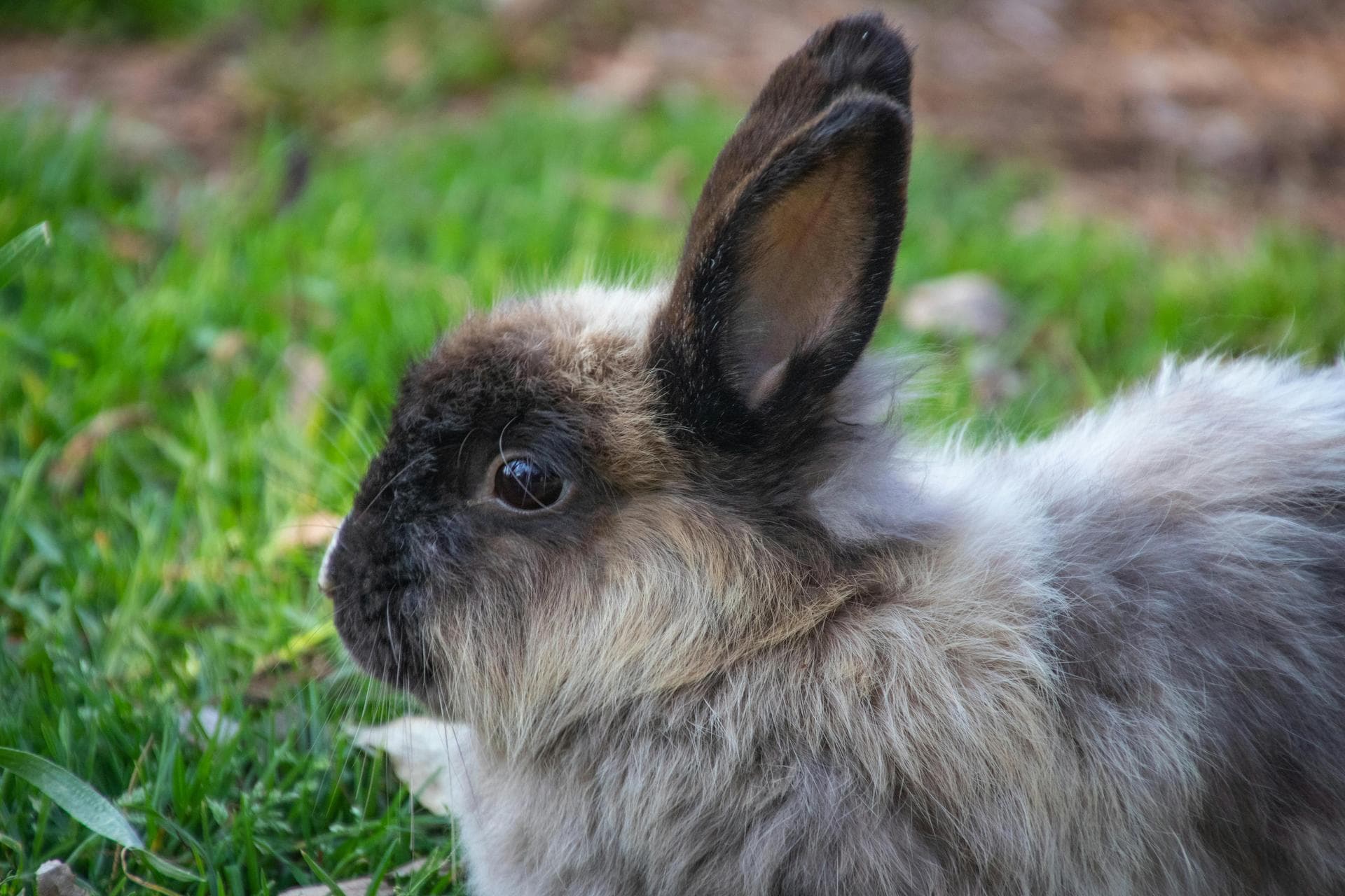 Emergency vets in Rockwall